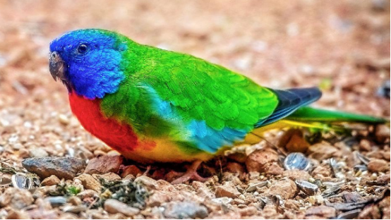 鲜红胸鹦鹉的年龄怎么看？鸟友看过来