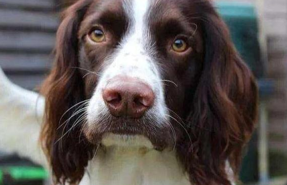 狗的胡子有什么作用，想知道看这里！