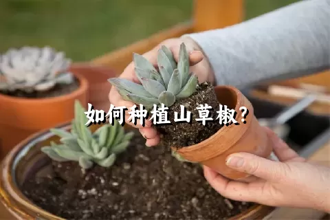 如何种植山草椒？