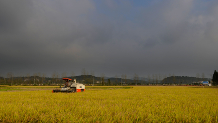 金溪县陆坊乡农业收割
